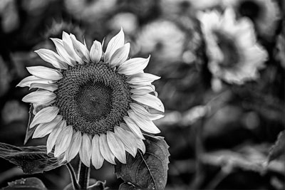 Textured Black and White Sunflower