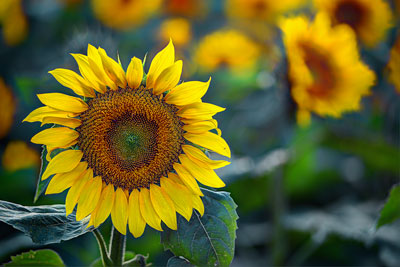 Surreal Sunflower
