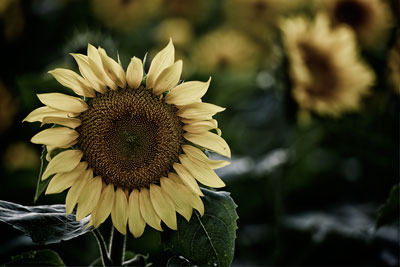 Bleach Bypass Sunflower