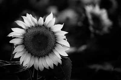 Smooth Black and White Sunflower