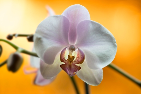 orchid aglow