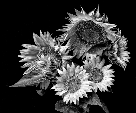 sunflower family